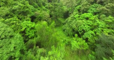 Hava görüntüsü Drone kamerası yağmur ormanları ağaçlarının tepesindeki ekoloji sağlıklı çevre konsepti ve yaz arkaplanı, yeşil çevre arka planı