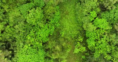 Hava görüntüsü Drone kamerası yağmur ormanları ağaçlarının tepesindeki ekoloji sağlıklı çevre konsepti ve yaz arkaplanı, yeşil çevre arka planı