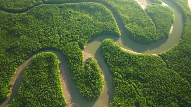 Incredibile Abbondante Foresta Mangrovie Vista Aerea Degli Alberi Della Foresta — Video Stock