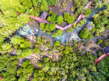 İnanılmaz bereketli orman ağaçları, orman ağaçlarının havadan görünüşü yağmur ormanları ekosistemi ve sağlıklı çevre arka planı, tepeden tırnağa yeşil ağaçların yapısı, yüksek açı manzarası.