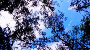 Çam ağaçlarının muhteşem alt manzarası, döndür.