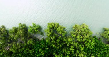 İnanılmaz bol mangrov ormanı, orman ağaçlarının havadan görünüşü yağmur ormanları ekosistemi ve sağlıklı çevre arka planı, tepeden tırnağa yeşil ağaçların yapısı, yüksek açı manzarası.