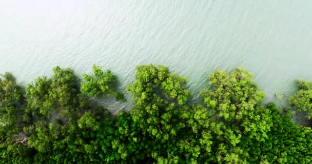 Καταπληκτικό Άφθονο Δάσος Μαγκρόβια Αεροφωτογραφία Των Δασικών Δέντρων Rainforest Οικοσύστημα — Αρχείο Βίντεο