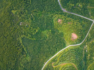 Phang nga thailand 'daki yüksek dağdaki palmiye bahçesi sıraları, yüksek açılı insansız hava aracı, palmiye ağaçlarının çevresindeki yüksek açılı yol.