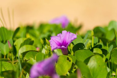 Yaz çiçek arka plan, güzel mor çiçek, Phuket Tayland plajda Ipomoea çiçekler