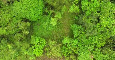 Hava görüntüsü Drone kamerası yağmur ormanları ağaçlarının tepesindeki ekoloji sağlıklı çevre konsepti ve yaz arkaplanı, yeşil çevre arka planı