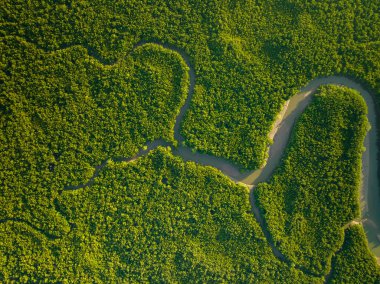 İnanılmaz bol mangrov ormanı, orman ağaçlarının havadan görünüşü yağmur ormanları ekosistemi ve sağlıklı çevre arka planı, tepeden tırnağa yeşil ağaçların yapısı, yüksek açı manzarası.