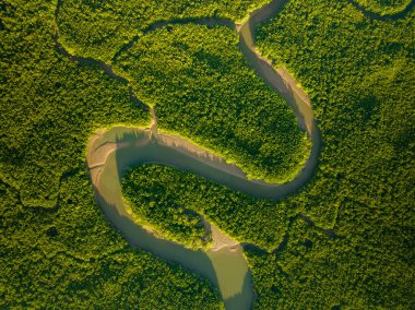 İnanılmaz bol mangrov ormanı, orman ağaçlarının havadan görünüşü yağmur ormanları ekosistemi ve sağlıklı çevre arka planı, tepeden tırnağa yeşil ağaçların yapısı, yüksek açı manzarası.