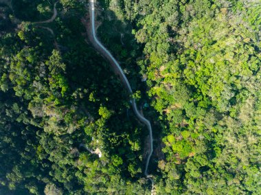 Hava görüntüsü İHA kamera yağmur ormanları ekolojisi sağlıklı çevre kavramı ve yaz arkaplanı