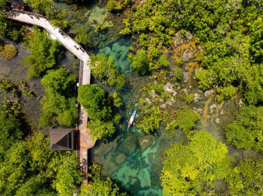 Mangrove Ormanı ve nehir manzarası Thapom Klong Song Nam, Krabi Tayland, Mangrove ormanının güzel kökü kristal berrak su ile küçük kanalda, yüksek açılı manzara