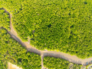 İnanılmaz bol mangrov ormanı, orman ağaçlarının havadan görünüşü yağmur ormanları ekosistemi ve sağlıklı çevre arka planı, tepeden tırnağa yeşil ağaçların yapısı, yüksek açı manzarası.
