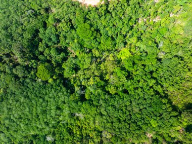 Hava görüntüsü Drone kamerası yağmur ormanları ağaçlarının tepesindeki ekoloji sağlıklı çevre konsepti ve yaz arkaplanı, yeşil çevre arka planı