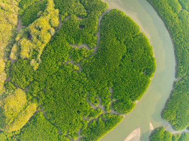 İnanılmaz bol mangrov ormanı, orman ağaçlarının havadan görünüşü yağmur ormanları ekosistemi ve sağlıklı çevre arka planı, tepeden tırnağa yeşil ağaçların yapısı, yüksek açı manzarası.