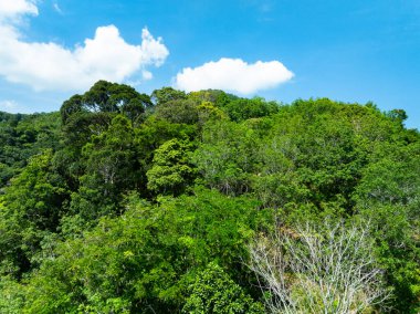 Hava görüntüsü Drone kamerası yağmur ormanları ağaçlarının tepesindeki ekoloji sağlıklı çevre konsepti ve yaz arkaplanı, yeşil çevre arka planı