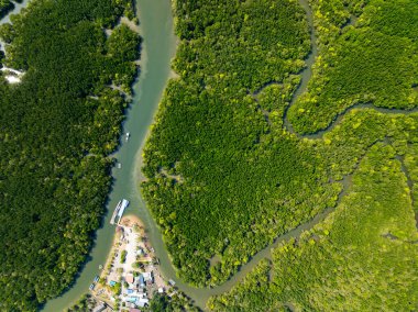 İnanılmaz bol mangrov ormanı, orman ağaçlarının havadan görünüşü yağmur ormanları ekosistemi ve sağlıklı çevre arka planı, tepeden tırnağa yeşil ağaçların yapısı, yüksek açı manzarası.