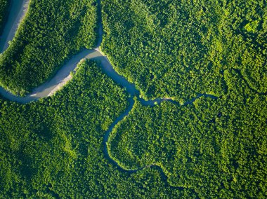 Amazing abundant mangrove forest, Aerial view of forest trees Rainforest ecosystem and healthy environment background