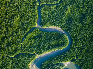 Amazing abundant mangrove forest, Aerial view of forest trees Rainforest ecosystem and healthy environment background