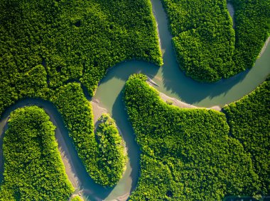 Amazing abundant mangrove forest, Aerial view of forest trees Rainforest ecosystem and healthy environment background