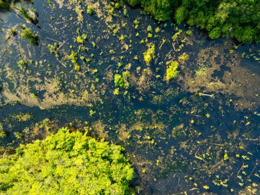 Aerial view top down Drone view over swamp or lake,Amazing nature view in the morning at Klong root lake Krabi Thailand