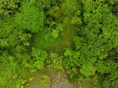 Hava görüntüsü Drone kamerası yağmur ormanları ağaçlarının tepesindeki ekoloji sağlıklı çevre konsepti ve yaz arkaplanı, yeşil çevre arka planı