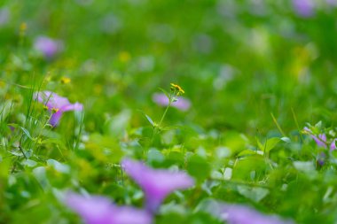 Yaz çiçek arka plan, güzel mor çiçek, Phuket Tayland plajda Ipomoea çiçekler