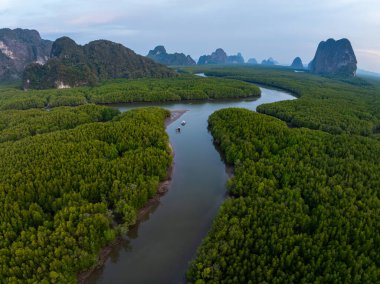 İnanılmaz bol mangrov ormanı, orman ağaçlarının havadan görünüşü yağmur ormanları ekosistemi ve sağlıklı çevre arka planı, tepeden tırnağa yeşil ağaçların yapısı, yüksek açı manzarası.