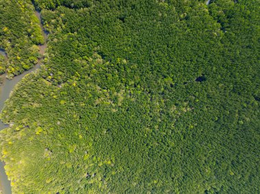 İnanılmaz bol mangrov ormanı, orman ağaçlarının havadan görünüşü yağmur ormanları ekosistemi ve sağlıklı çevre arka planı, tepeden tırnağa yeşil ağaçların yapısı, yüksek açı manzarası.