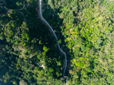 Hava görüntüsü İHA kamera yağmur ormanları ekolojisi sağlıklı çevre kavramı ve yaz arkaplanı