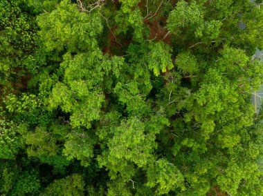 Hava görüntüsü Drone kamerası yağmur ormanları ağaçlarının tepesindeki ekoloji sağlıklı çevre konsepti ve yaz arkaplanı, yeşil çevre arka planı