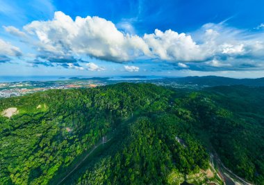 Phuket Tayland 'daki tropikal orman ağaçları.