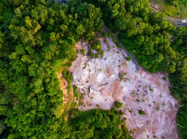 Phuket Tayland 'daki tropikal orman ağaçları.