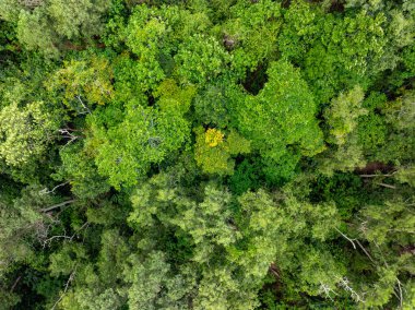 Hava görüntüsü Drone kamerası yağmur ormanları ağaçlarının tepesindeki ekoloji sağlıklı çevre konsepti ve yaz arkaplanı, yeşil çevre arka planı