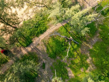 Deniz kenarındaki kumsalda yemyeşil çam ağaçları.
