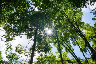 Orman ağaçları, alt manzara ağaçlar güzel yeşil yapraklar ve ormanda parlayan güneş ışığı.