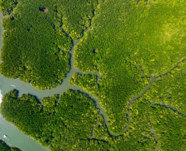 İnanılmaz bol mangrov ormanı, orman ağaçlarının havadan görünüşü yağmur ormanları ekosistemi ve sağlıklı çevre arka planı, tepeden tırnağa yeşil ağaçların yapısı, yüksek açı manzarası.
