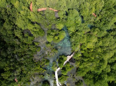 İnanılmaz bol mangrov ormanı, orman ağaçlarının havadan görünüşü, yağmur ormanları ekosistemi ve sağlıklı çevre arka planı, tepeden tırnağa yeşil ağaçların dokusu, yüksek açı manzarası.