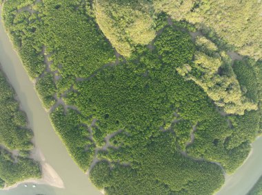 İnanılmaz bol mangrov ormanı, orman ağaçlarının havadan görünüşü, yağmur ormanları ekosistemi ve sağlıklı çevre arka planı, tepeden tırnağa yeşil ağaçların dokusu, yüksek açı manzarası.