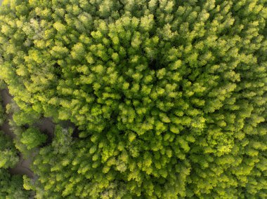 İnanılmaz bol mangrov ormanı, orman ağaçlarının havadan görünüşü, yağmur ormanları ekosistemi ve sağlıklı çevre arka planı, tepeden tırnağa yeşil ağaçların dokusu, yüksek açı manzarası.