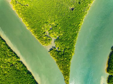 İnanılmaz bol mangrov ormanı, orman ağaçlarının havadan görünüşü yağmur ormanları ekosistemi ve sağlıklı çevre arka planı, tepeden tırnağa yeşil ağaçların yapısı, yüksek açı manzarası.