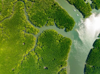 İnanılmaz bol mangrov ormanı, orman ağaçlarının havadan görünüşü yağmur ormanları ekosistemi ve sağlıklı çevre arka planı, tepeden tırnağa yeşil ağaçların yapısı, yüksek açı manzarası.