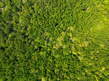 İnanılmaz bol mangrov ormanı, orman ağaçlarının havadan görünüşü yağmur ormanları ekosistemi ve sağlıklı çevre arka planı, tepeden tırnağa yeşil ağaçların yapısı, yüksek açı manzarası.