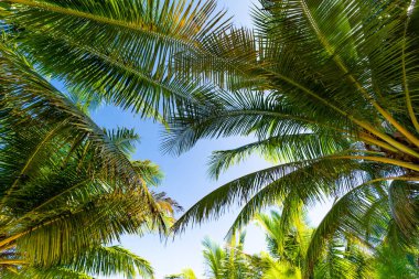 Mavi arka planda tropik palmiye ağaçlarının alt manzarası doğal egzotik fotoğraf çerçevesi Hindistan cevizi palmiyelerinin dallarında güneşli yaz günü Phuket Adası Tayland 'da mavi gökyüzüne karşı yapraklar bırakır.