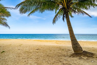 Hindistan cevizi palmiyelerinin yaz arkaplanı beyaz kumlu sahil manzarası manzarası mavi suyla romantik okyanus körfezi ve açık mavi gökyüzü Phuket Adası Tayland.