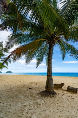 Hindistan cevizi palmiyelerinin yaz arkaplanı beyaz kumlu sahil manzarası manzarası mavi suyla romantik okyanus körfezi ve açık mavi gökyüzü Phuket Adası Tayland.
