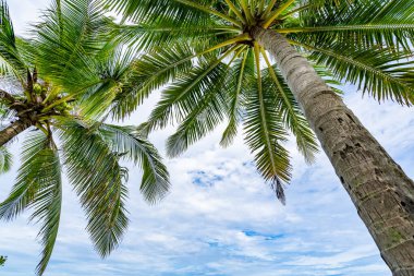 Mavi arka planda tropik palmiye ağaçlarının alt manzarası doğal egzotik fotoğraf çerçevesi Hindistan cevizi palmiyelerinin dallarında güneşli yaz günü Phuket Adası Tayland 'da mavi gökyüzüne karşı yapraklar bırakır.