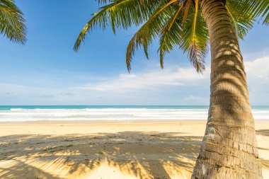 Hindistan cevizi palmiyelerinin yaz arkaplanı beyaz kumlu sahil manzarası manzarası mavi suyla romantik okyanus körfezi ve açık mavi gökyüzü Phuket Adası Tayland.