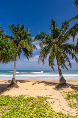 Hindistan cevizi palmiyelerinin yaz arkaplanı beyaz kumlu sahil manzarası manzarası mavi suyla romantik okyanus körfezi ve açık mavi gökyüzü Phuket Adası Tayland.