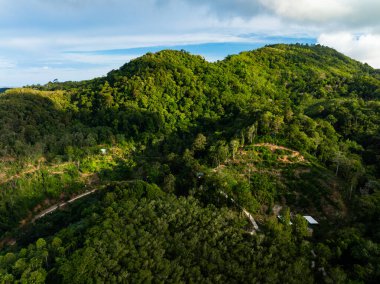 Aerial view insansız hava aracının yeşil arkaplanı Orman ağaçlarını çekti doğa ortamı arka planı