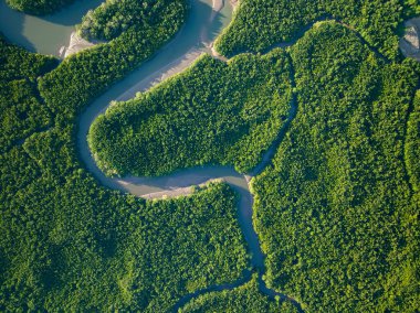 Aerial view insansız hava aracının yeşil arkaplanı Orman ağaçlarını çekti doğa ortamı arka planı