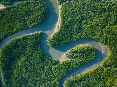 Aerial view insansız hava aracının yeşil arkaplanı Orman ağaçlarını çekti doğa ortamı arka planı